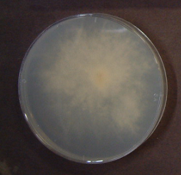 Heterobasidion annosum2(FOA-6769)